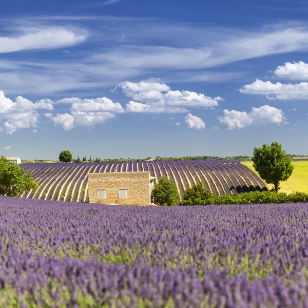 Casa provenzale tra i campi di lavanda — Foto Stock