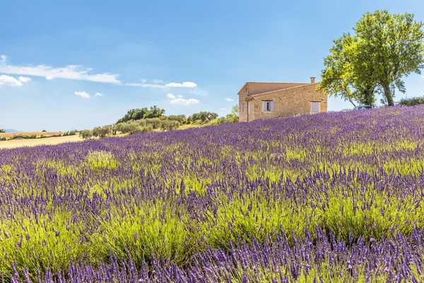 Provence evinin önünde lavanta alanlar