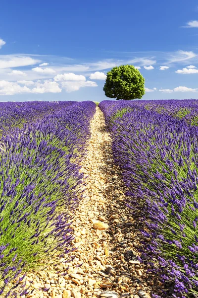 A round tree in a lavender field — Stock Photo, Image