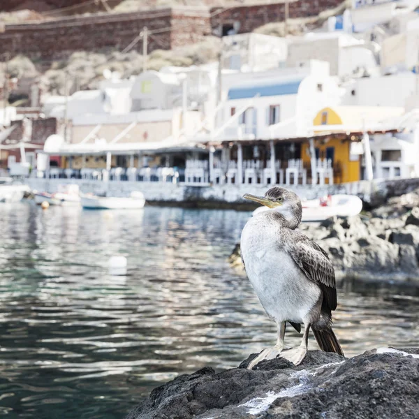 Cormorão no porto de Oia em Santorini — Fotografia de Stock