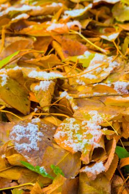 Sonbahar yaprakları yerde.