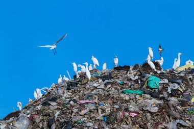 Bird on mountain of garbage clipart