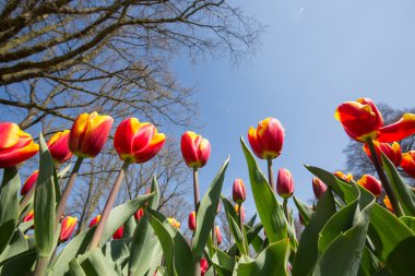 Kırmızı Sarı Lale alan Hollanda'da, keukenhof