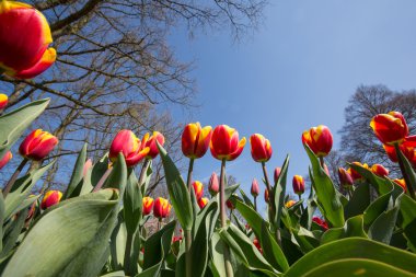 Kırmızı Sarı Lale alan Hollanda'da, keukenhof