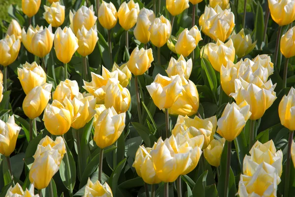 Taze renkli Lale çiçek, Kuekenhof Hollanda — Stok fotoğraf