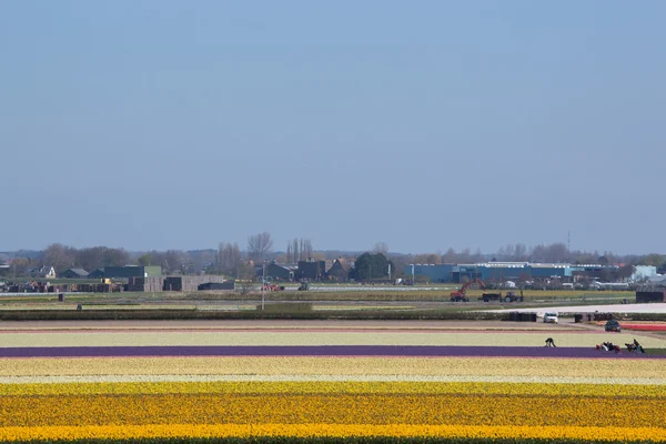 Les tulipes néerlandaises sur le terrain prêtes pour la récolte — Photo