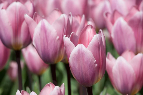 Lale Hollanda Keukenhof park alanları — Stok fotoğraf