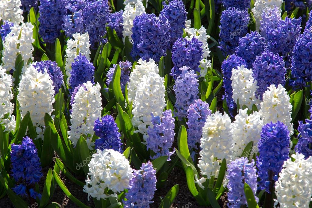 Гиацинт какое растение. Весенние цветы луковичные гиацинт. Hyacinthus цветок. Гиацинт Вурбак. Мускари цветы многолетники.