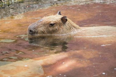 royal park Keukenhof Lale nehirde. Hollanda