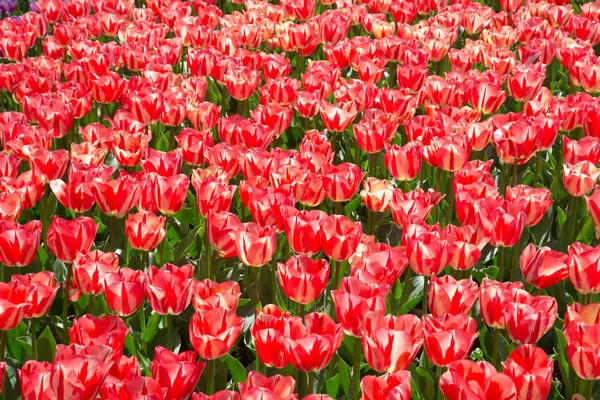 Fält av tulpaner i Keukenhof parken i Nederländerna — Stockfoto