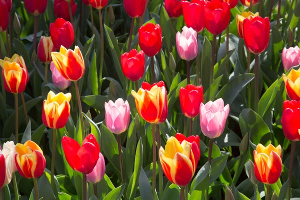 Fält av tulpaner i Keukenhof parken i Nederländerna — Stockfoto