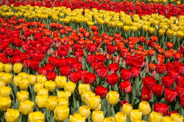 Lale Hollanda Keukenhof park alanları — Stok fotoğraf