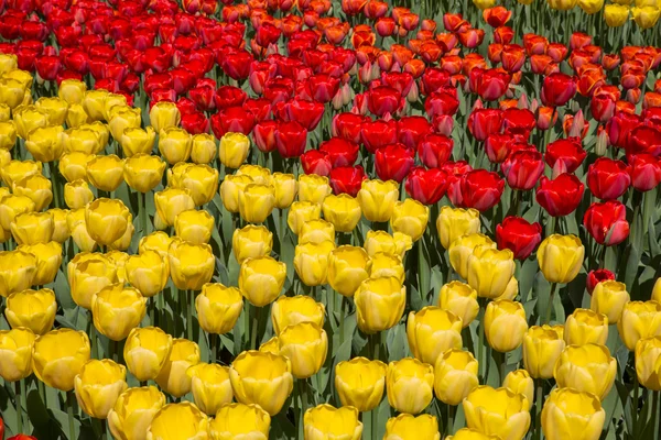 Lale Hollanda Keukenhof park alanları — Stok fotoğraf