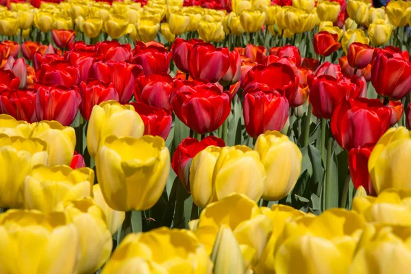 Floden tulip i den kungliga parken Keukenhof. Nederländerna — Stockfoto