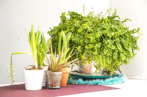 bir tencerede eğreltiotu