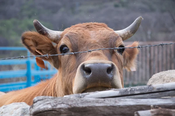 Melk koe — Stockfoto