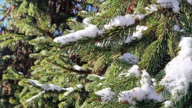 Taze karla kaplanmış ladin dalları kış mevsimini kutluyor.