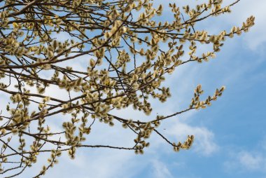 Kukum mavi gökyüzü karşı