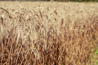 Buğday alan - peyzaj fotoğraf