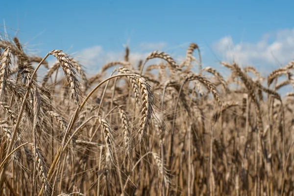 Пшеничное поле - пейзажное фото — стоковое фото
