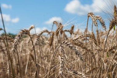 Buğday alan - peyzaj fotoğraf