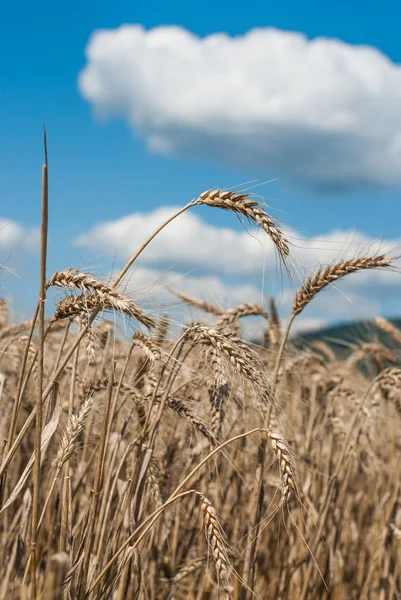 Tarweveld - landschap foto — Stockfoto