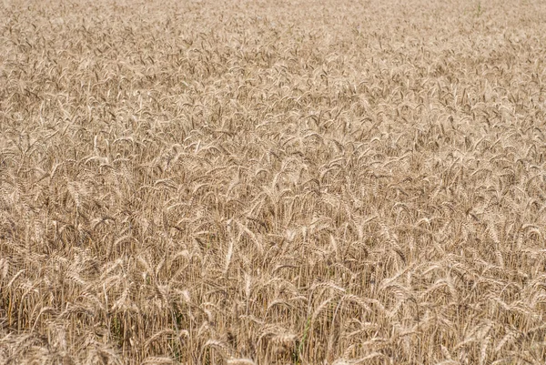 Tarweveld achtergrond — Stockfoto