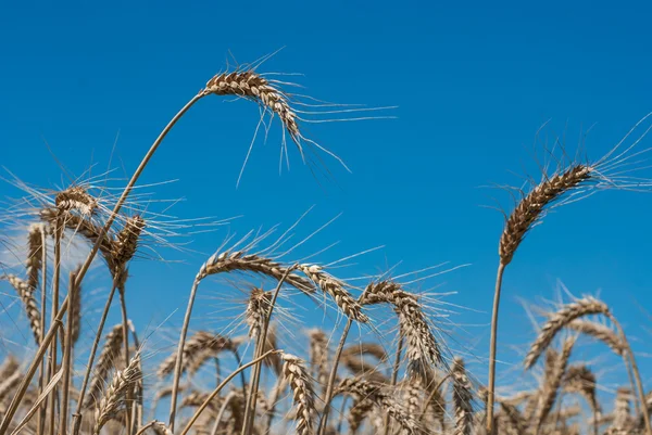 Пшеничное поле - пейзажное фото — стоковое фото