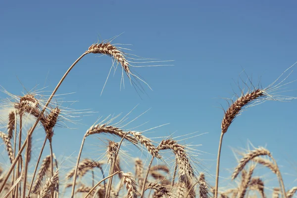 Tarweveld - landschap foto — Stockfoto