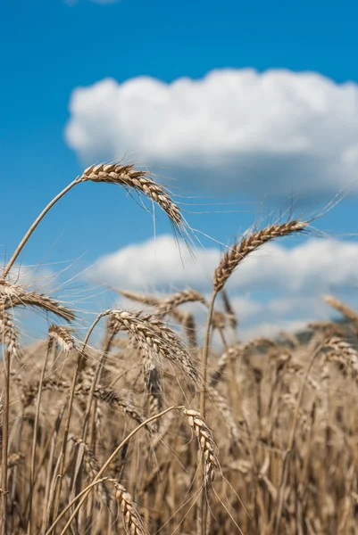 Tarweveld - landschap foto — Stockfoto