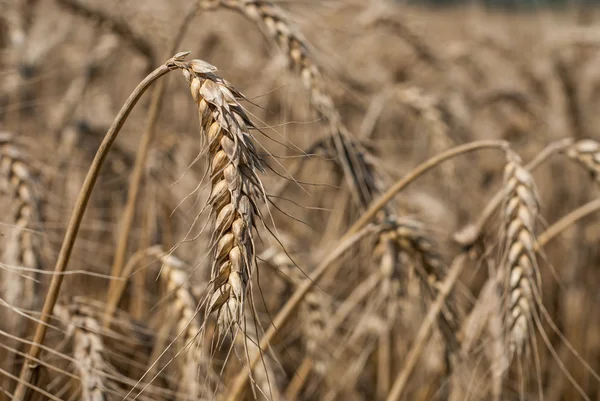 Tarweveld - landschap foto — Stockfoto