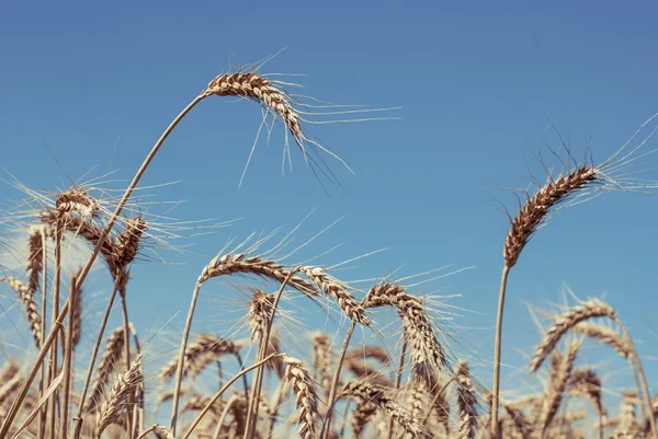 Tarweveld - landschap foto — Stockfoto