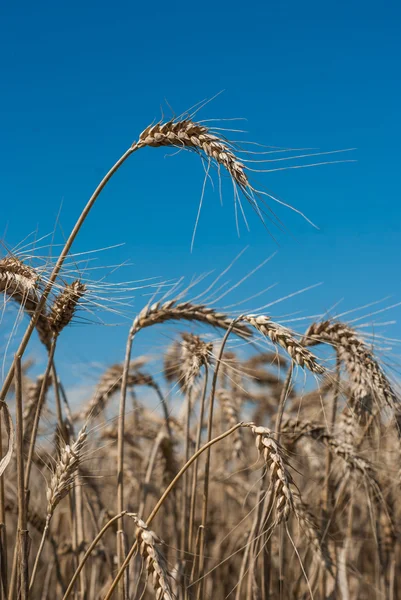 Tarweveld - landschap foto — Stockfoto