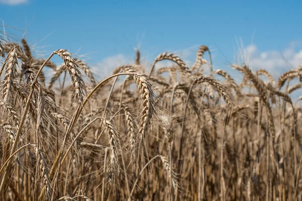 Tarweveld - landschap foto — Stockfoto