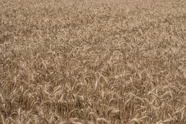 Wheat field background — Stock Photo, Image