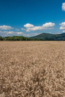 Buğday alan - peyzaj fotoğraf