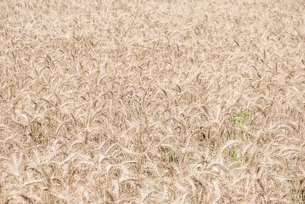 Hintergrund Weizenfeld — Stockfoto