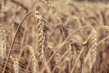 Buğday alan - peyzaj fotoğraf