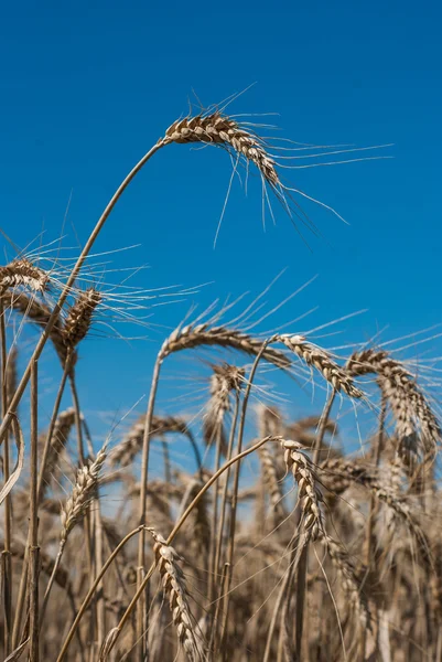 Tarweveld - landschap foto — Stockfoto