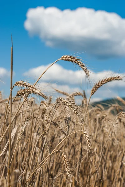 Tarweveld - landschap foto — Stockfoto