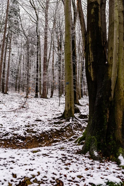 Foto Hermoso Bosque Nevado Caminata Invernal Las Montañas Polacas —  Fotos de Stock