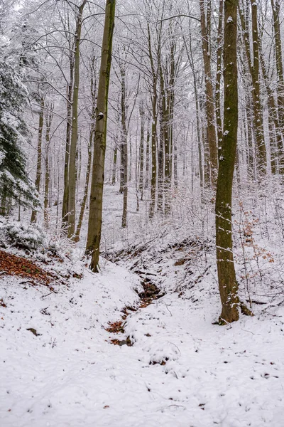 Фото Красивого Снежного Леса Зимняя Прогулка Польских Горах — стоковое фото