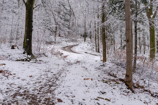 Foto Hermoso Bosque Nevado Caminata Invernal Las Montañas Polacas —  Fotos de Stock