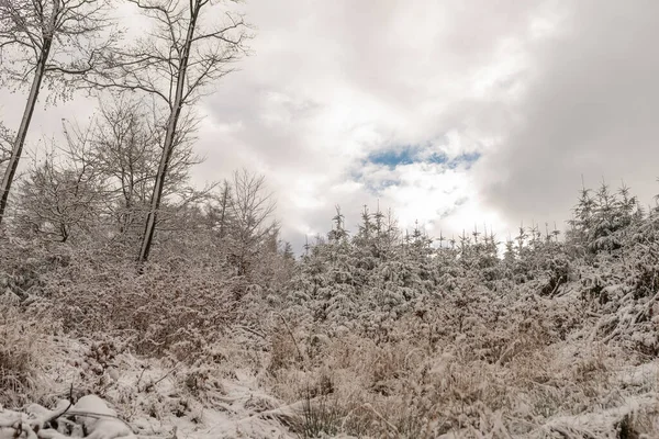 Фото Красивого Снежного Леса Зимняя Прогулка Польских Горах — стоковое фото