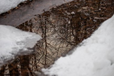 Ormandaki ağacın yansımasının fotoğrafı derede, hatta daha parlak dağlarda.