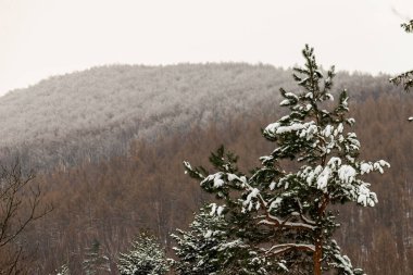Polonya dağlarında kış fotoğrafı, taze karla kaplı ağaç.