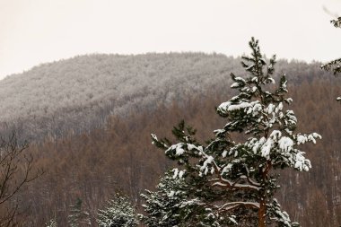 Polonya dağlarında kış fotoğrafı, taze karla kaplı ağaç.