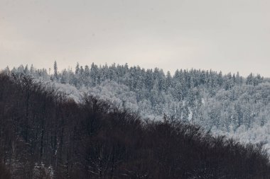 Polonya dağlarında kış fotoğrafı, taze karla kaplı ağaç.