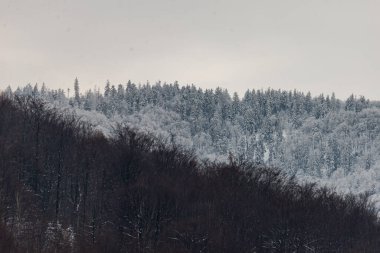 Polonya dağlarında kış fotoğrafı, taze karla kaplı ağaç.