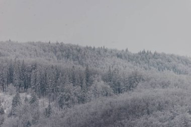 Polonya dağlarında kış fotoğrafı, taze karla kaplı ağaç.